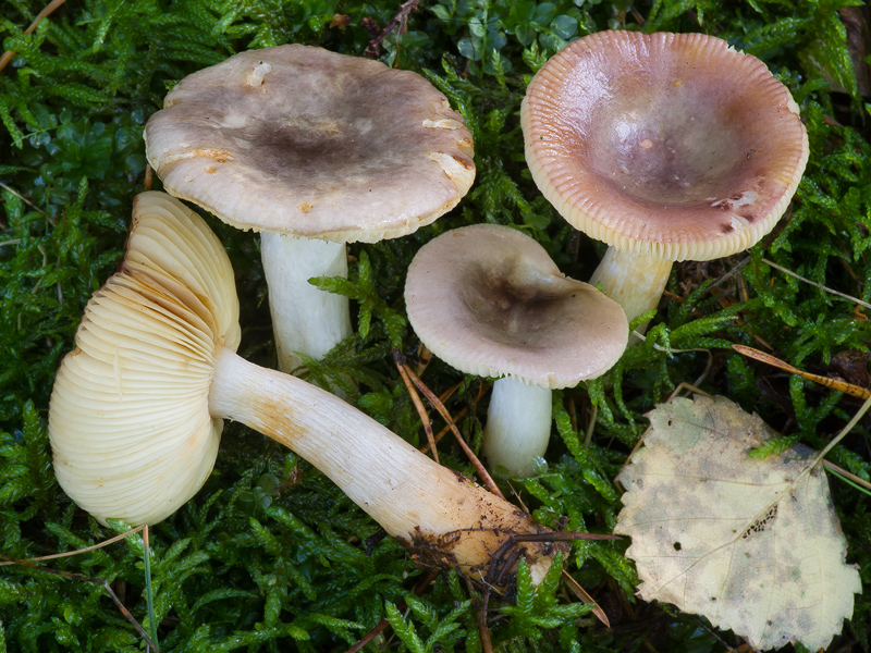 Russula versicolor